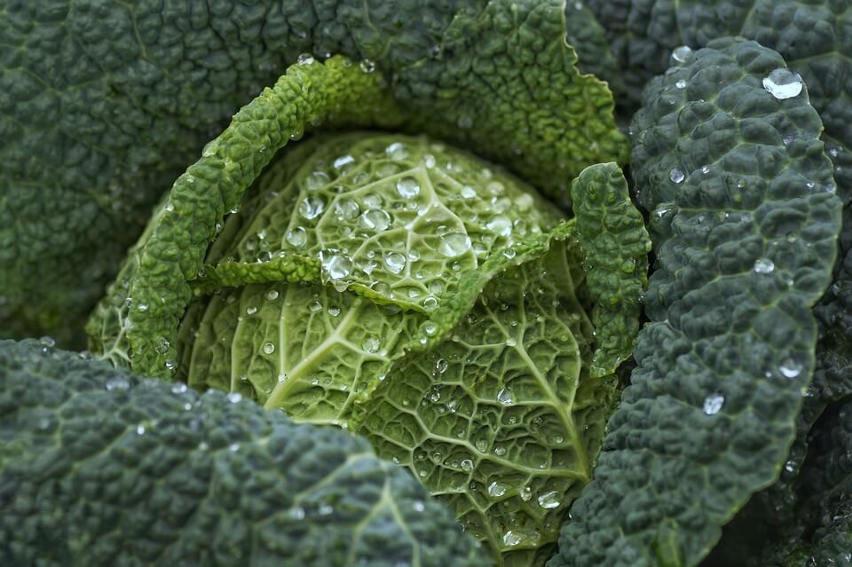吃素不等於無味:10款創意素食食譜大公開 4 吃素