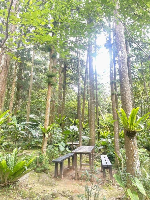 新竹北埔森林系窯烤披薩｜森窯 have a Picnic：野餐、Pizza、森林，素食友善好 Chill！